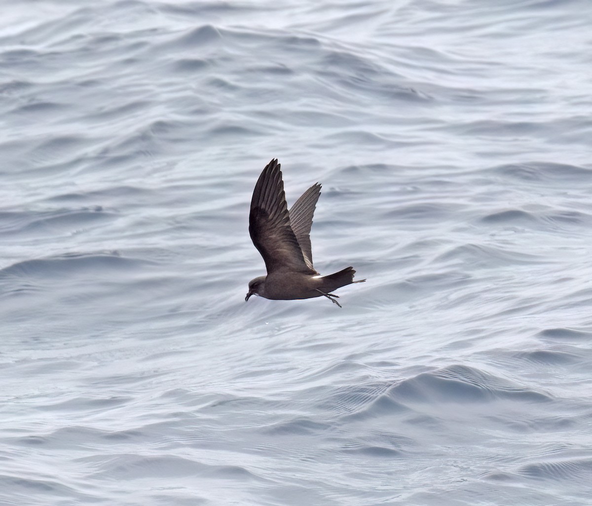 Leach's Storm-Petrel (Chapman's) - ML640293344