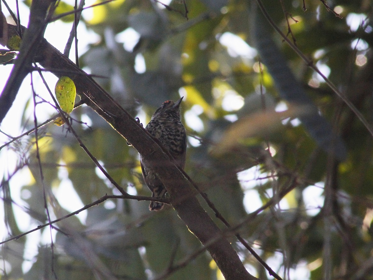 White-wedged Piculet - ML640293353