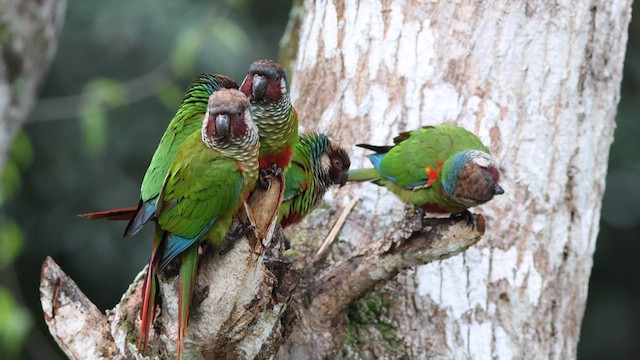Maroon-faced Parakeet - ML640293359