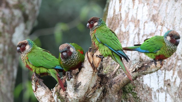 Maroon-faced Parakeet - ML640293363