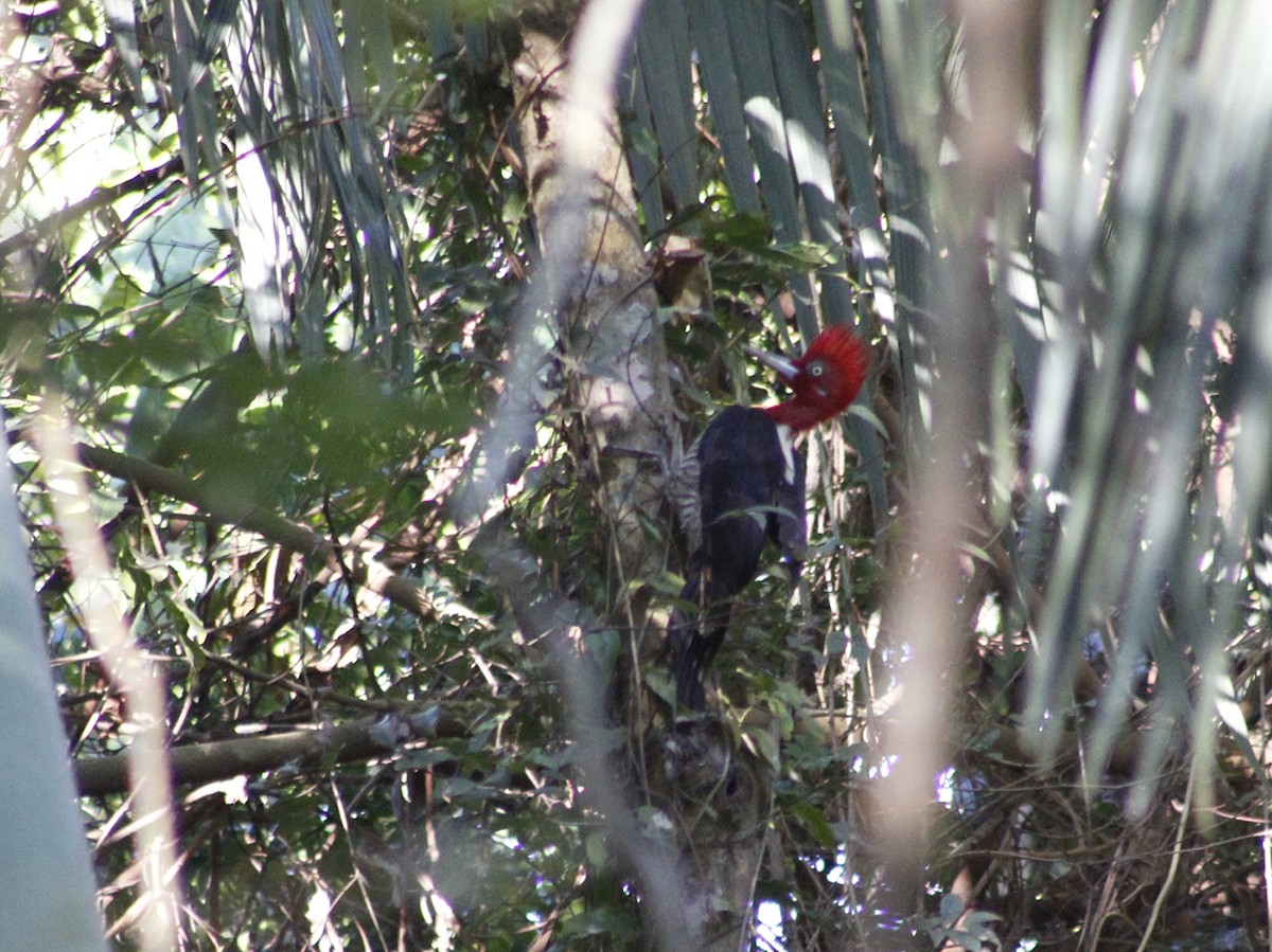Robust Woodpecker - ML640293366