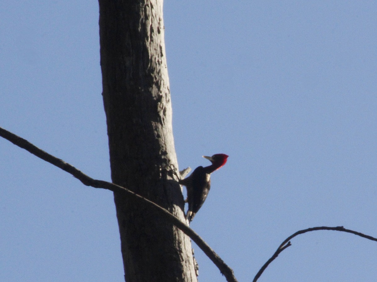 Robust Woodpecker - ML640293367