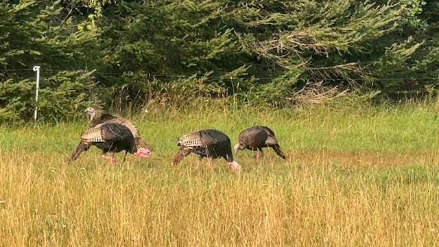 Wild Turkey - ML640293370