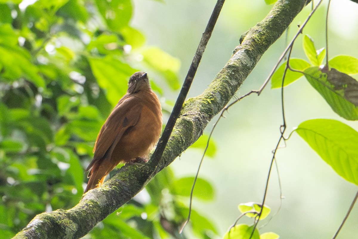 Rufous Flycatcher-Thrush - ML640293371