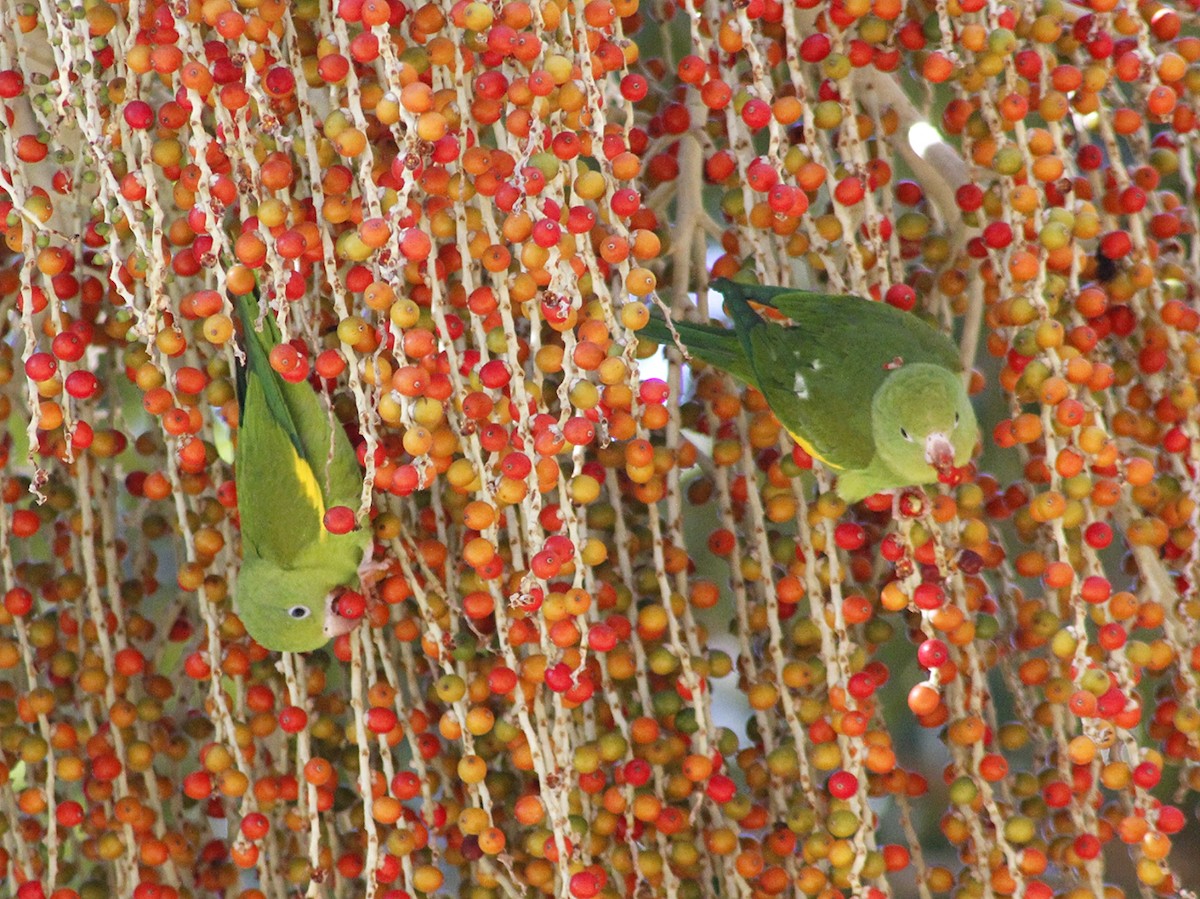 Yellow-chevroned Parakeet - ML640293375