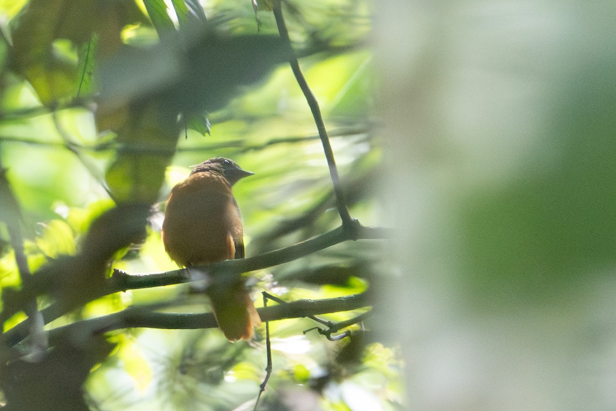 Rufous Flycatcher-Thrush - ML640293376