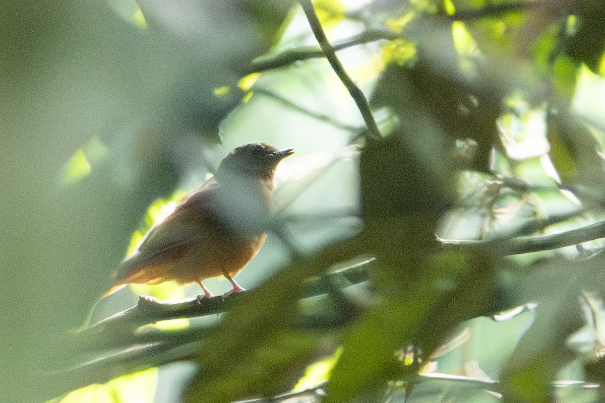 Rufous Flycatcher-Thrush - ML640293378