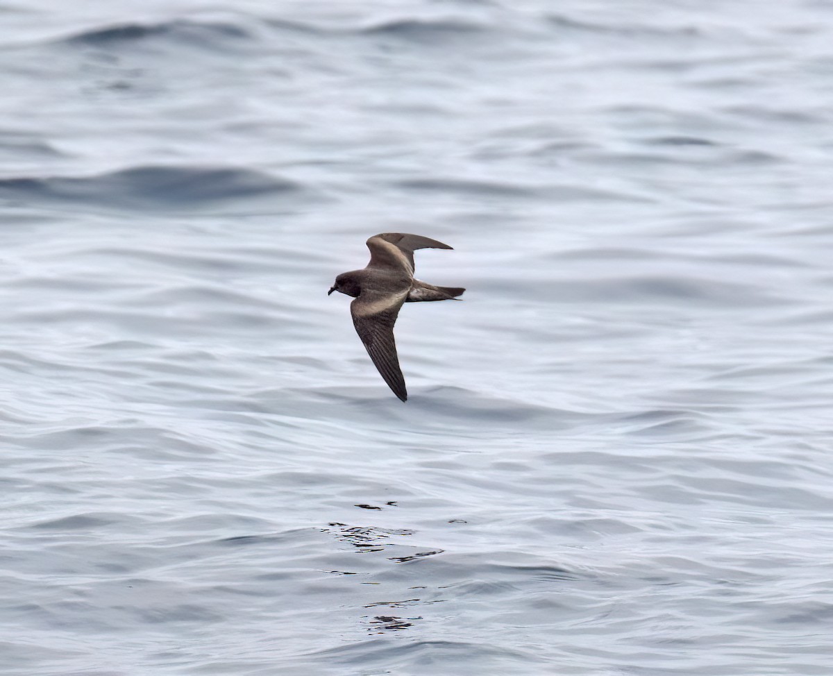 Leach's Storm-Petrel (Chapman's) - ML640293384