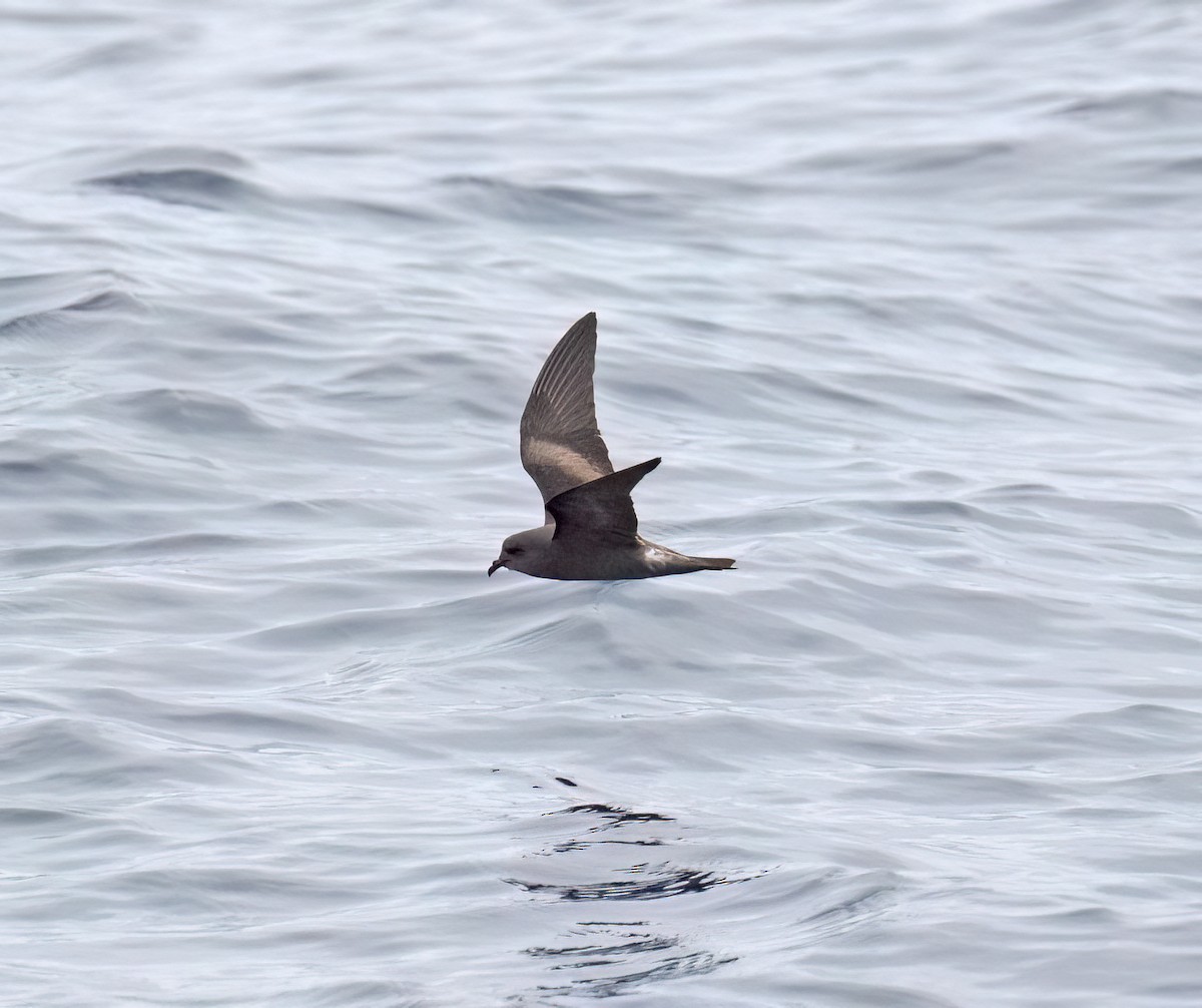 Leach's Storm-Petrel (Chapman's) - ML640293385