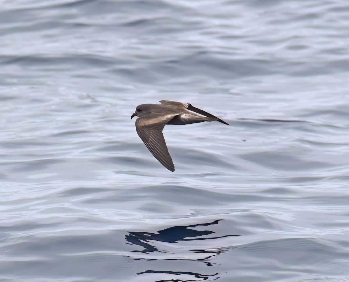 Leach's Storm-Petrel (Chapman's) - ML640293386