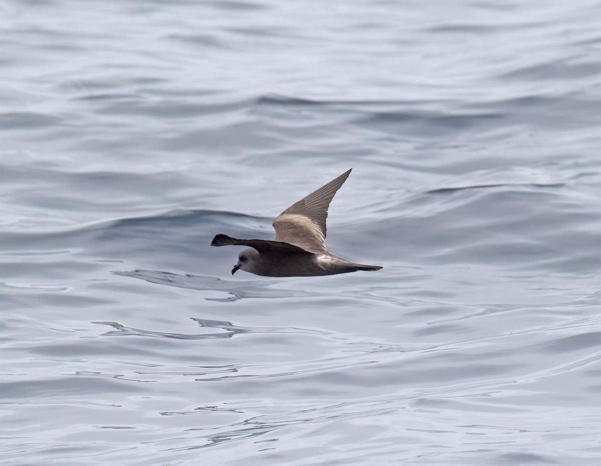 Leach's Storm-Petrel (Chapman's) - ML640293387