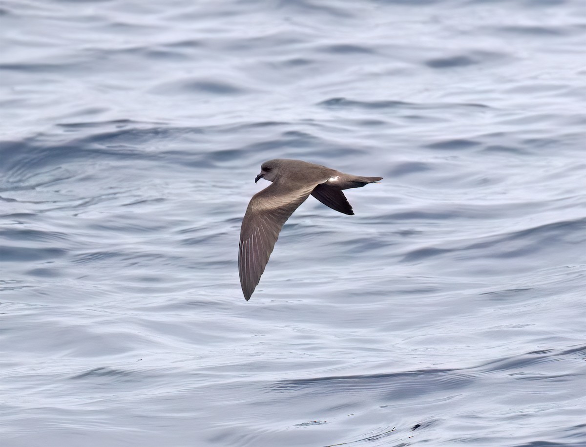 Leach's Storm-Petrel (Chapman's) - ML640293388