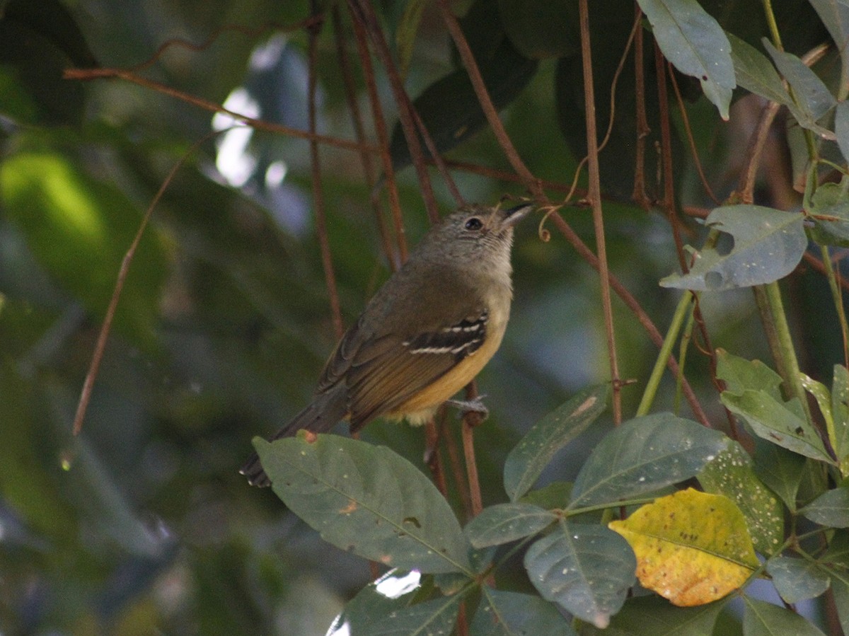 Variable Antshrike - ML640293389