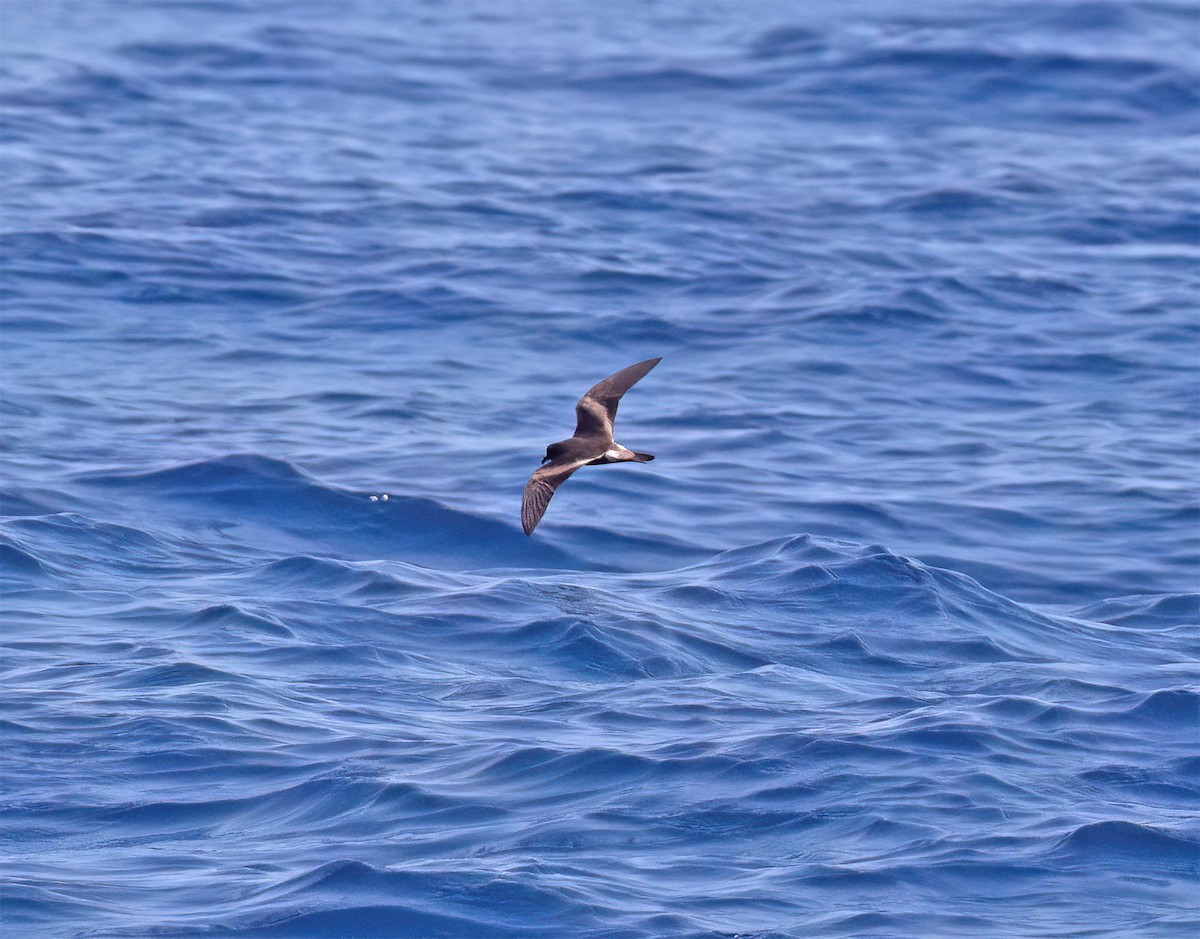 Leach's Storm-Petrel (Chapman's) - ML640293420