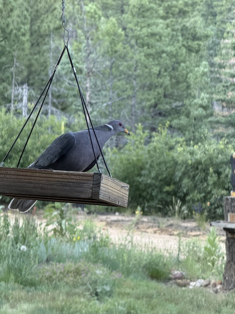 Band-tailed Pigeon - ML640293421