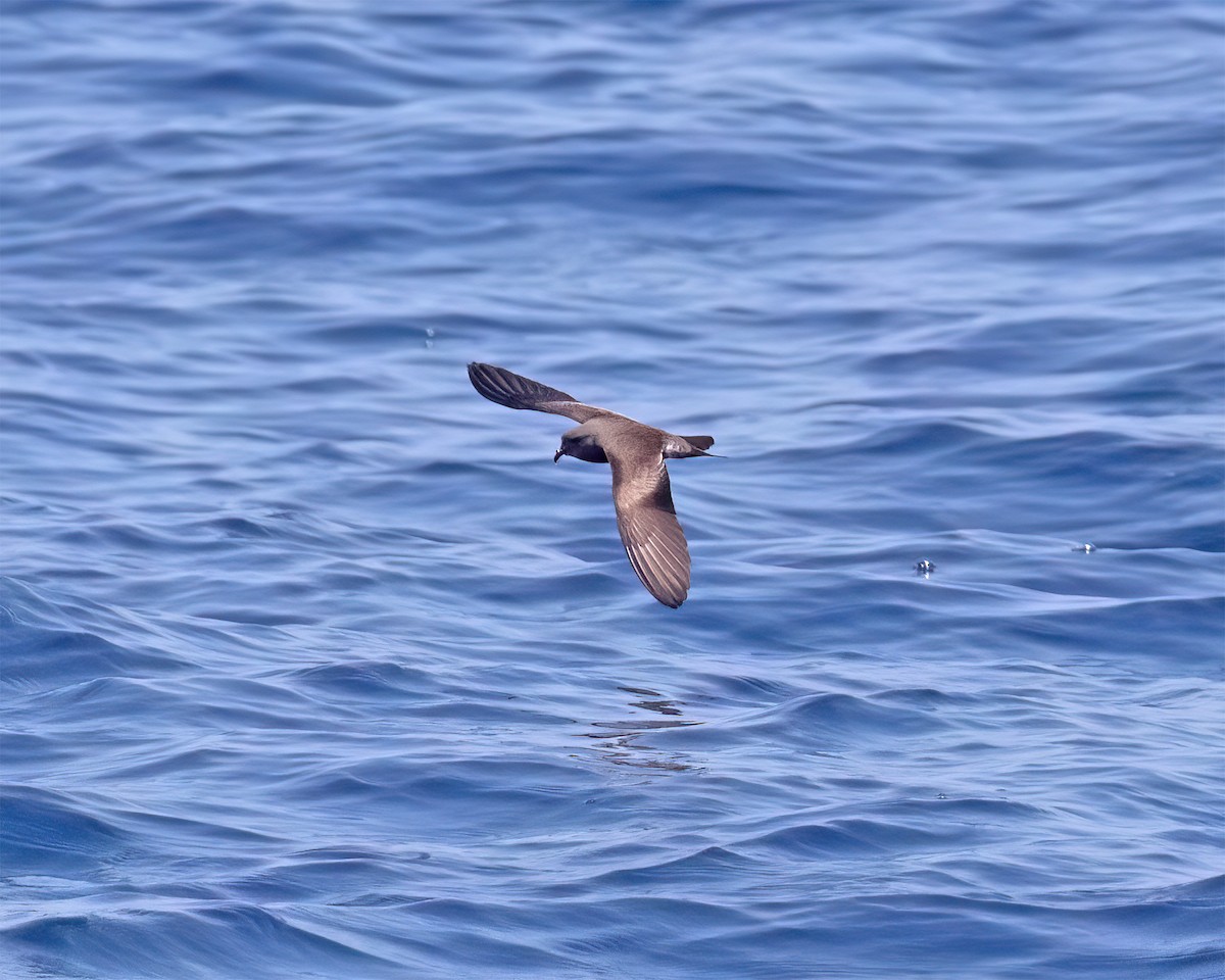 Leach's Storm-Petrel (Chapman's) - ML640293422