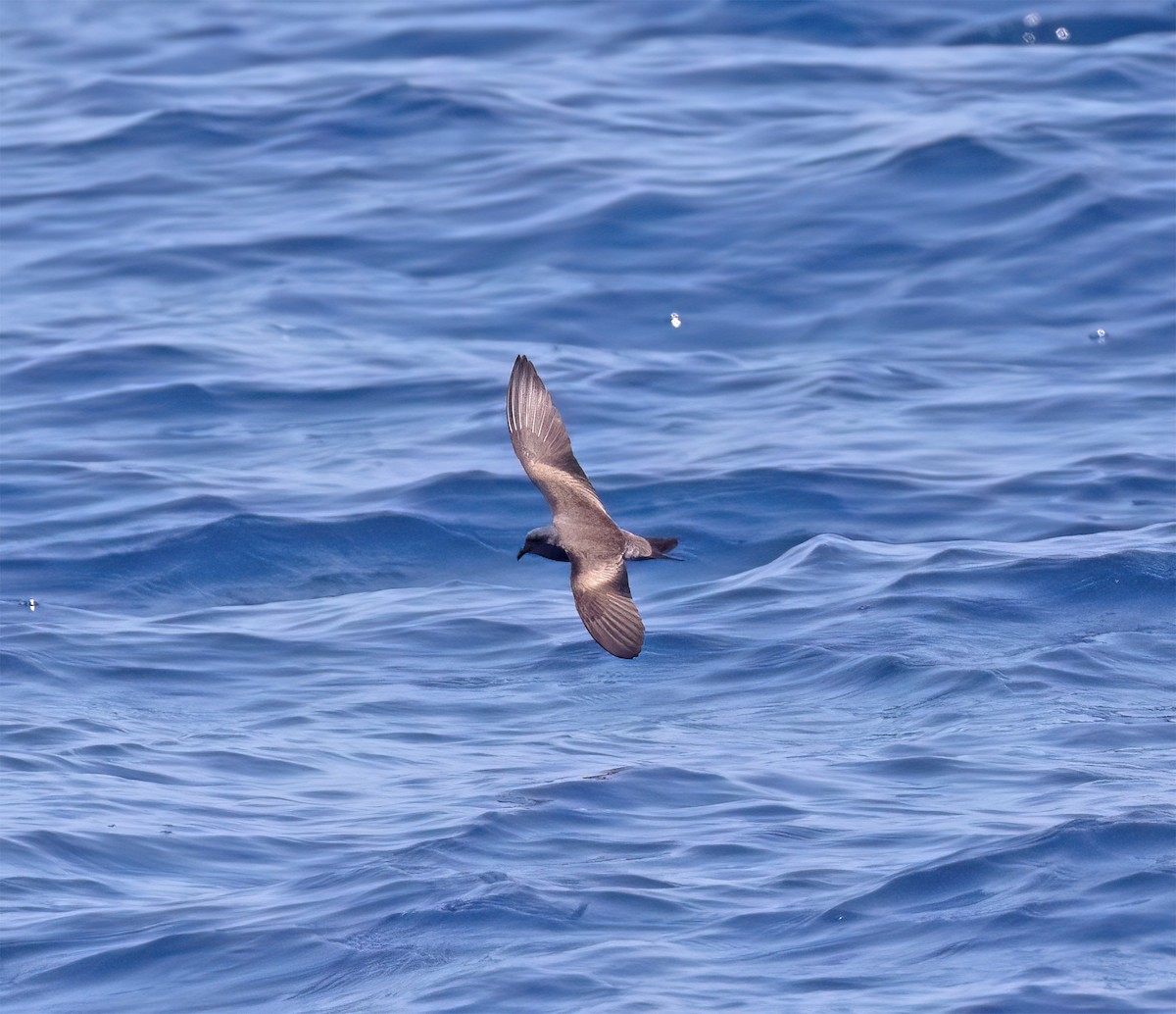 Leach's Storm-Petrel (Chapman's) - ML640293423