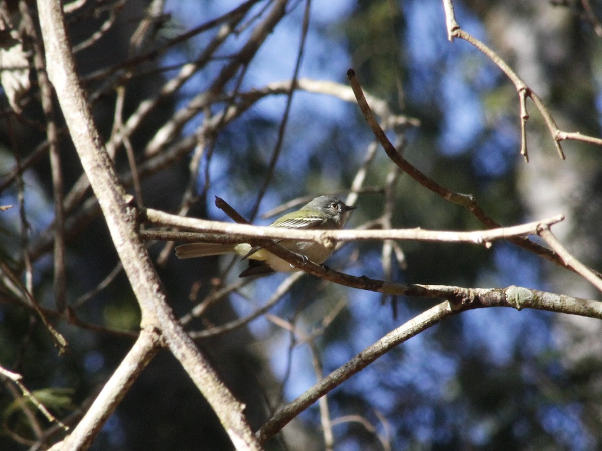 Gray-headed Elaenia - ML640293433