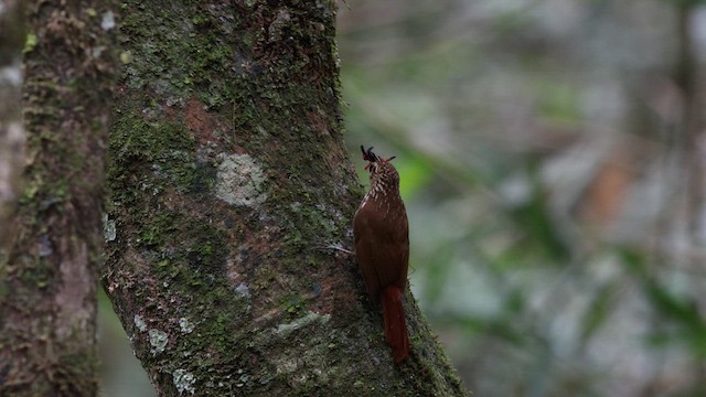Lesser Woodcreeper - ML640293434