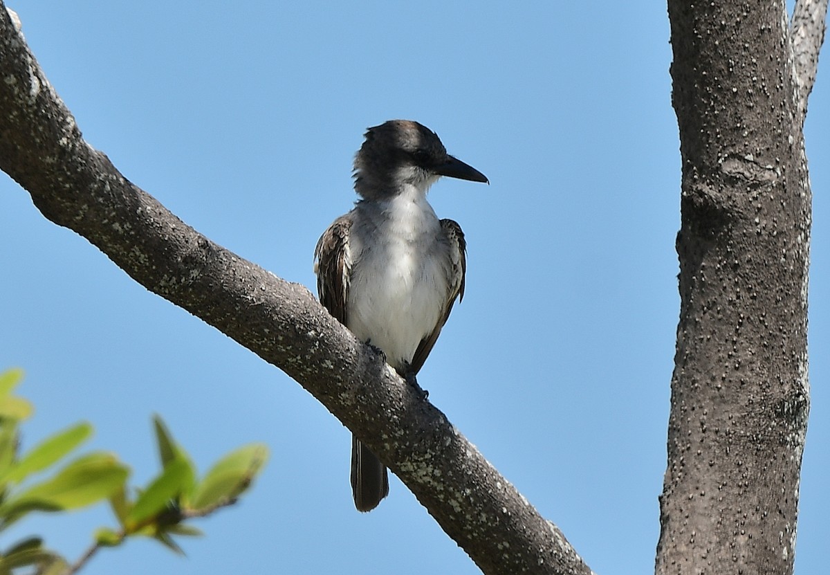 Gray Kingbird - ML640293436