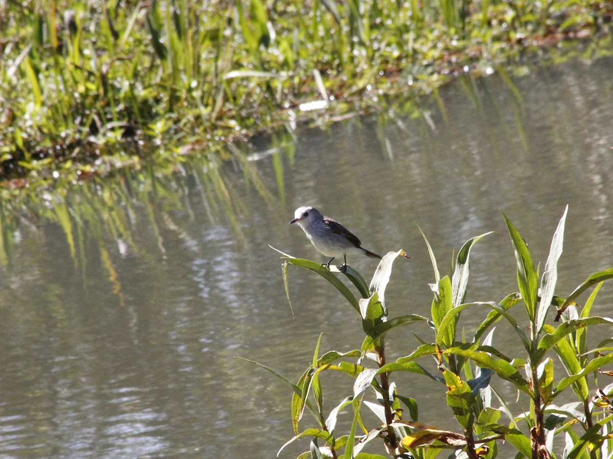 White-headed Marsh Tyrant - ML640293444