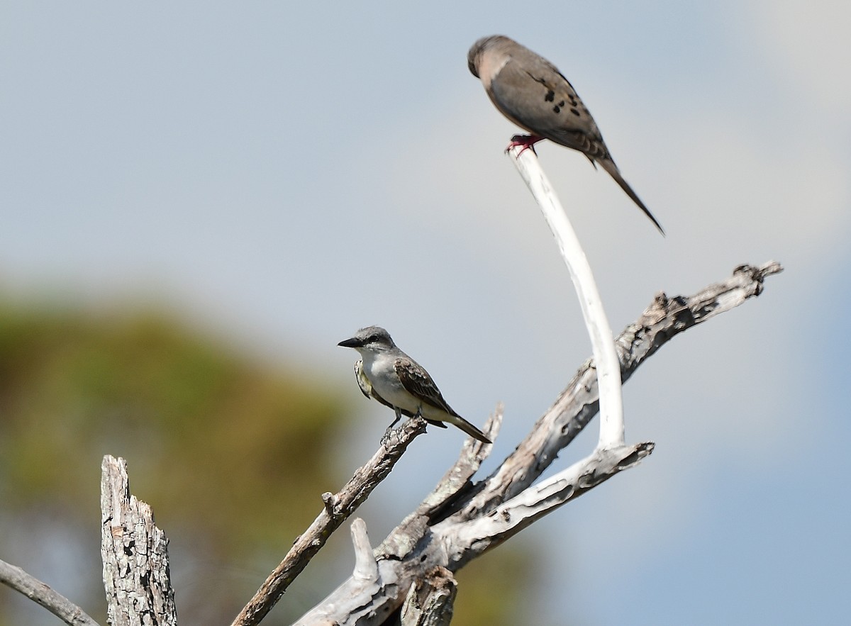 Gray Kingbird - ML640293535