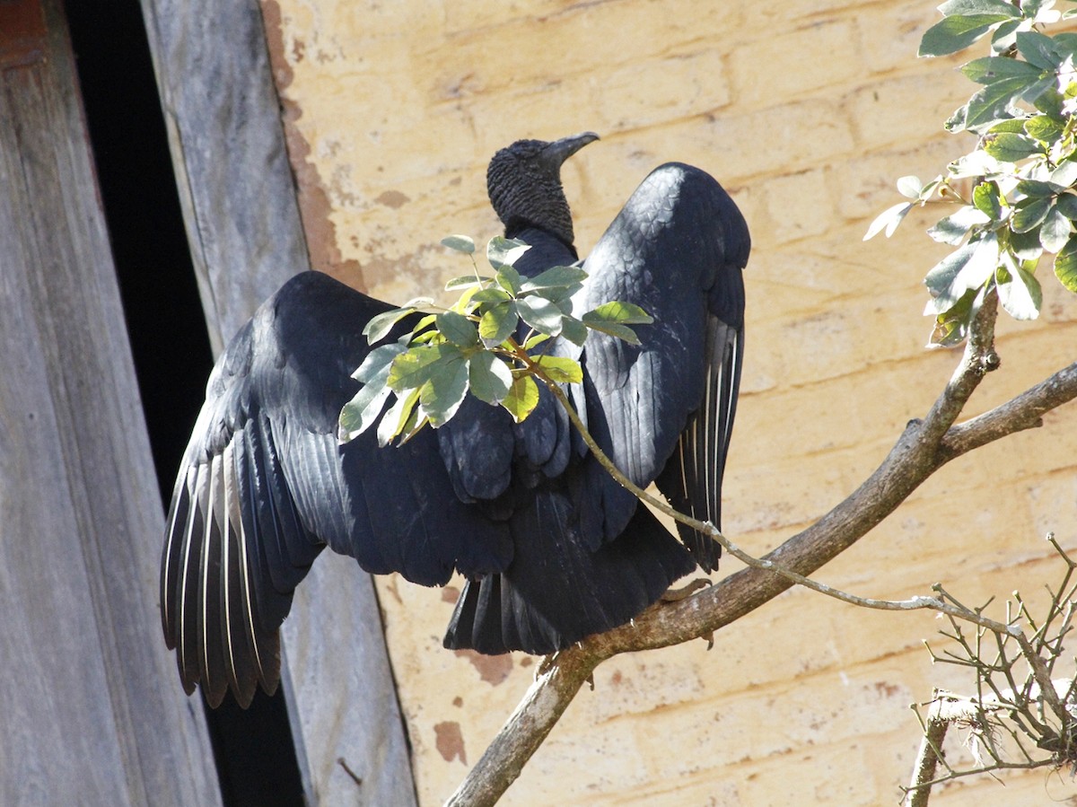 Black Vulture - ML640293556