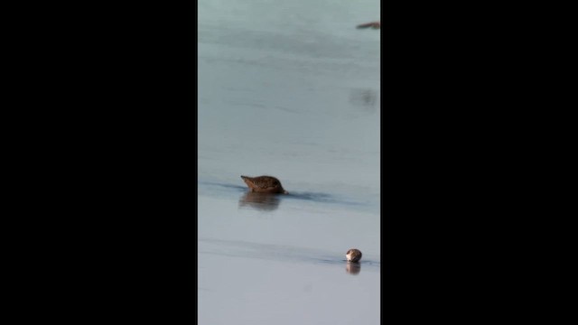 Short-billed Dowitcher - ML640293559