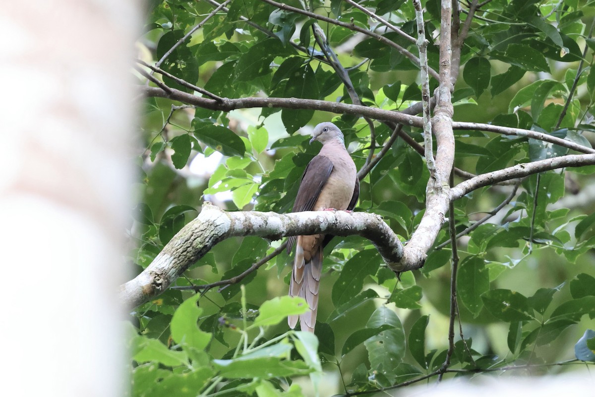 Amboyna Cuckoo-Dove - ML640293560