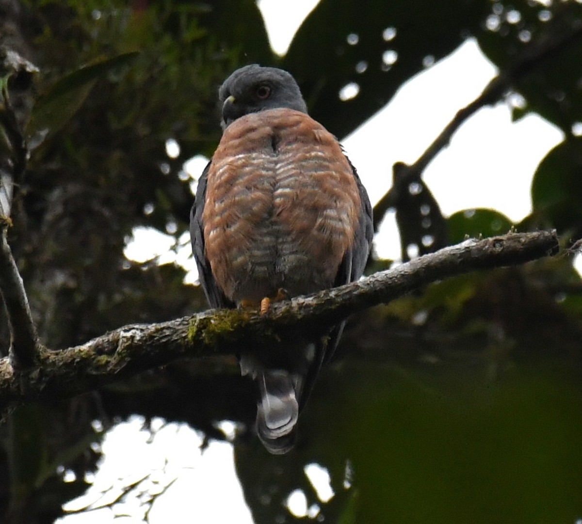 Double-toothed Kite - ML640293587