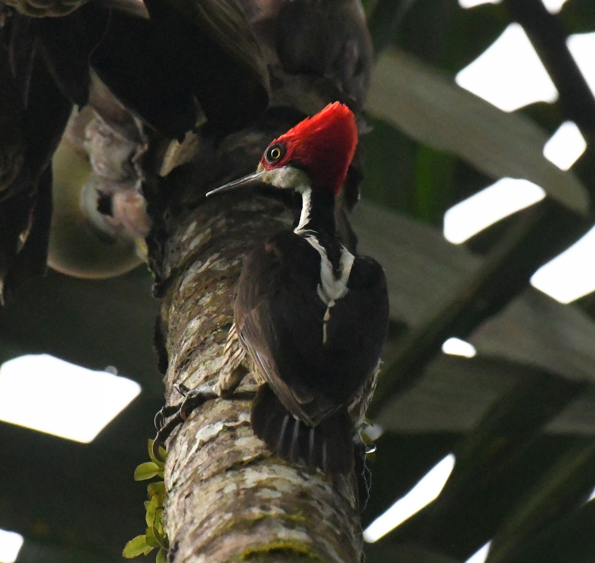 Guayaquil Woodpecker - ML640293707