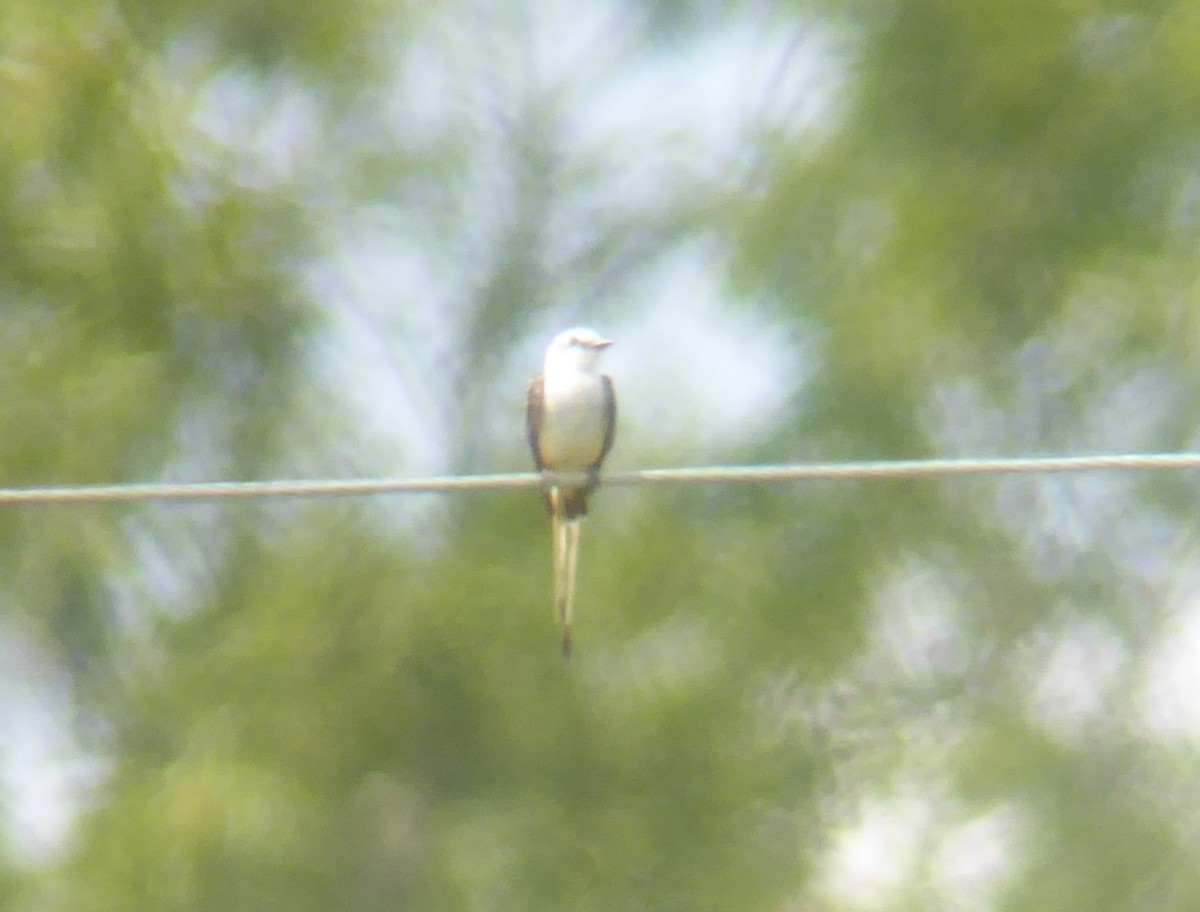 Scissor-tailed Flycatcher - ML640293796