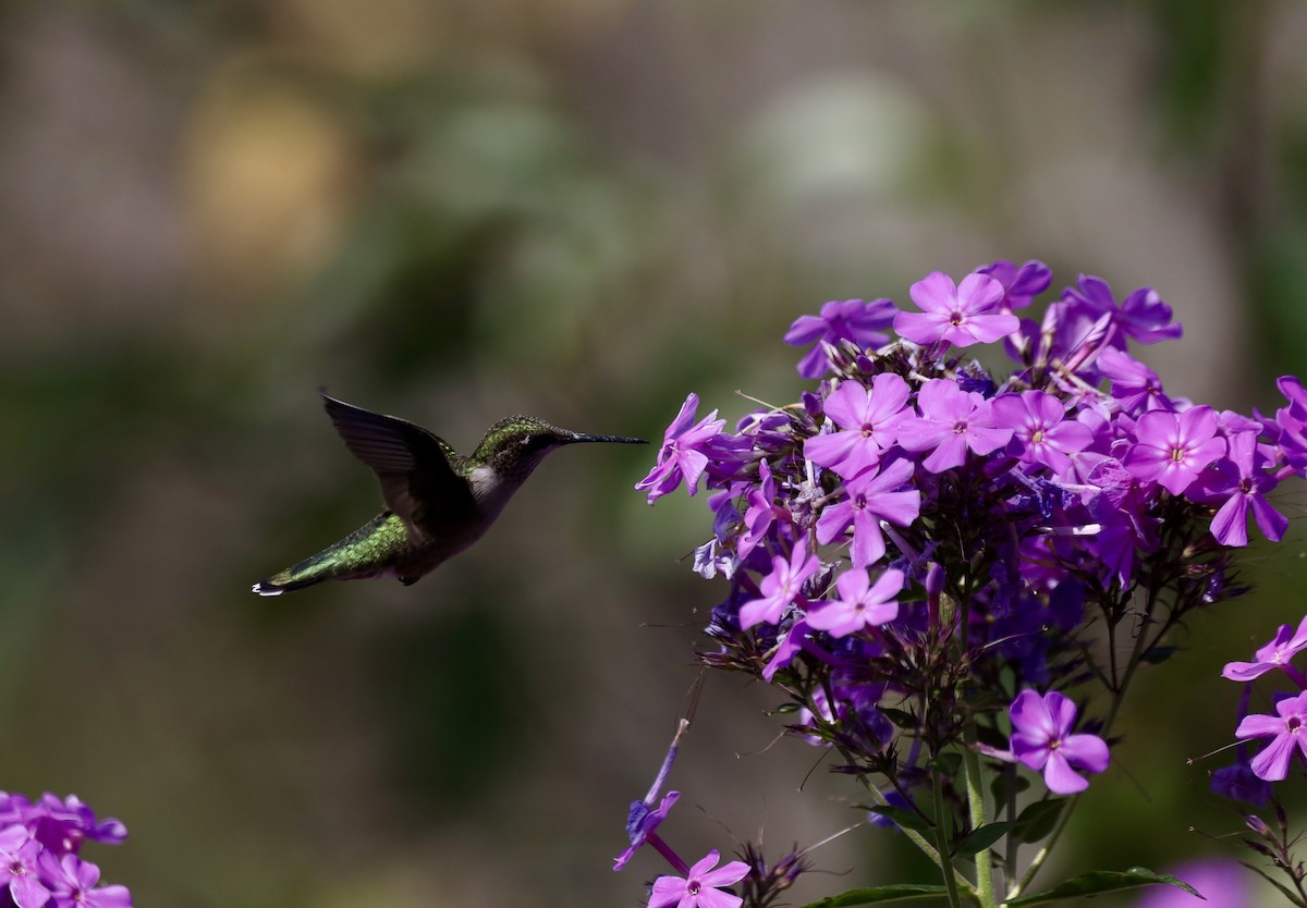 Ruby-throated Hummingbird - ML640293847