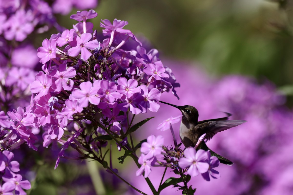 Ruby-throated Hummingbird - ML640293848
