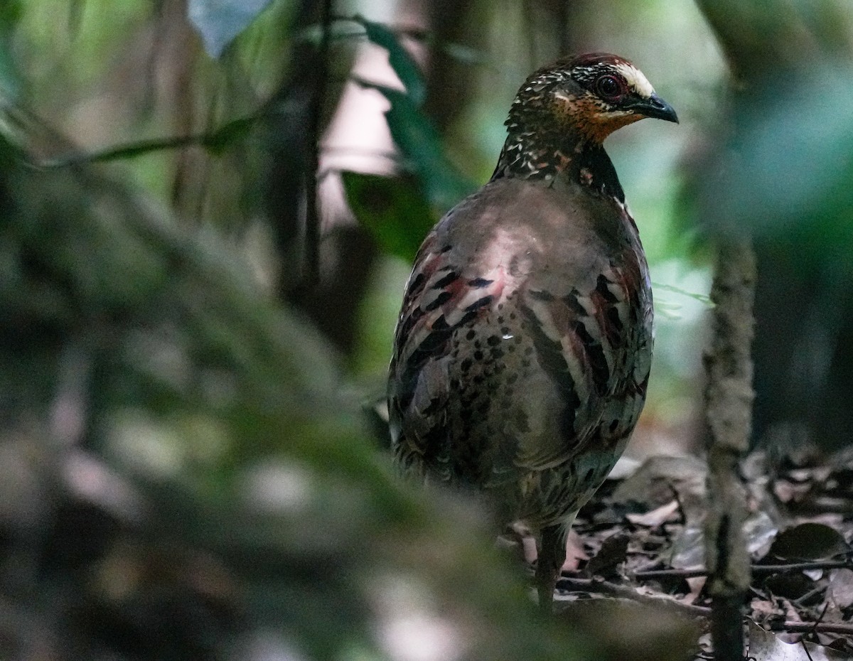 White-necklaced Partridge - ML640293880