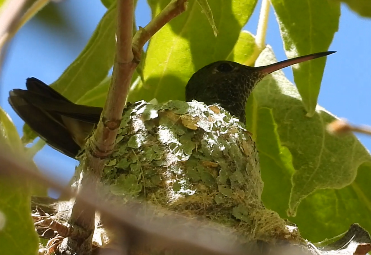 Berylline Hummingbird - ML640293909