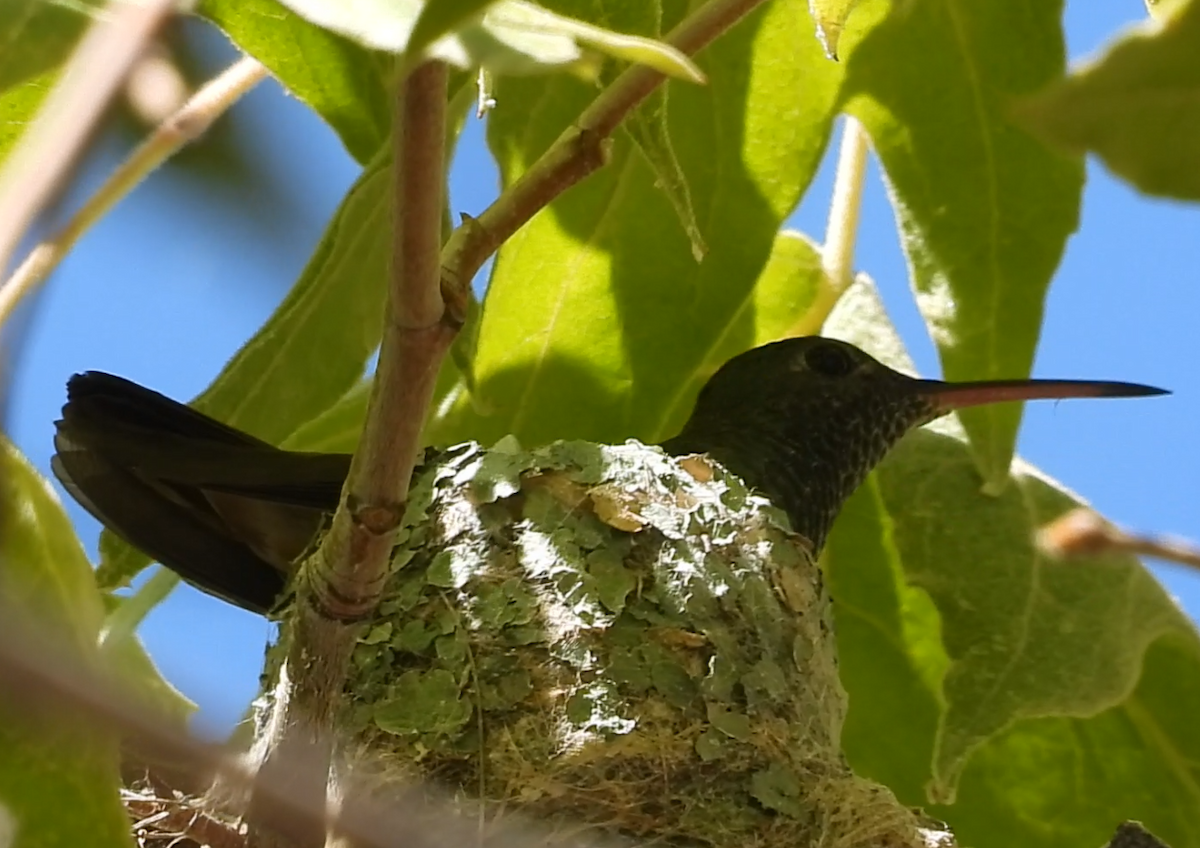 Berylline Hummingbird - ML640293913