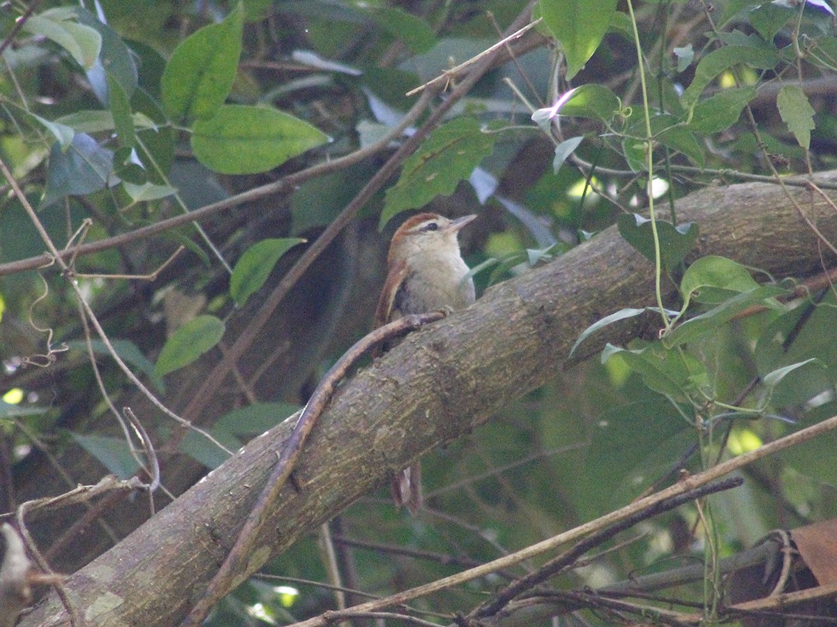 Rusty-backed Spinetail - ML640293927