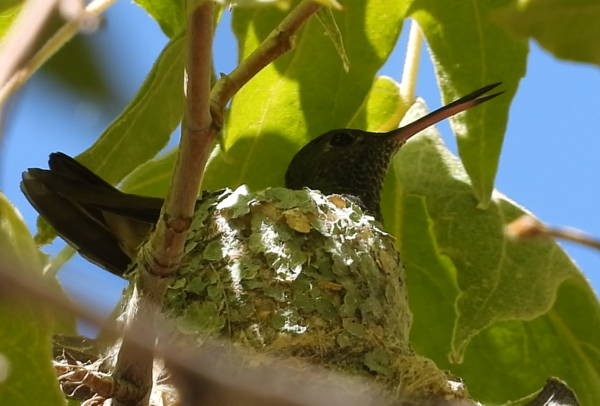 Berylline Hummingbird - ML640293933