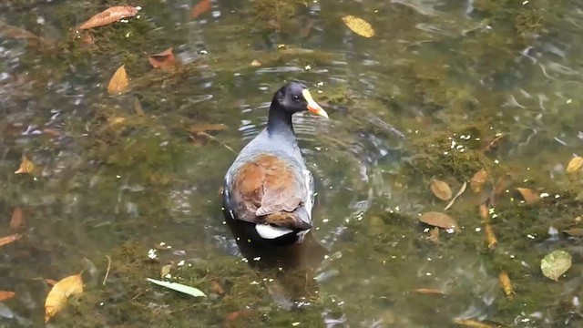 Common Gallinule - ML640293939