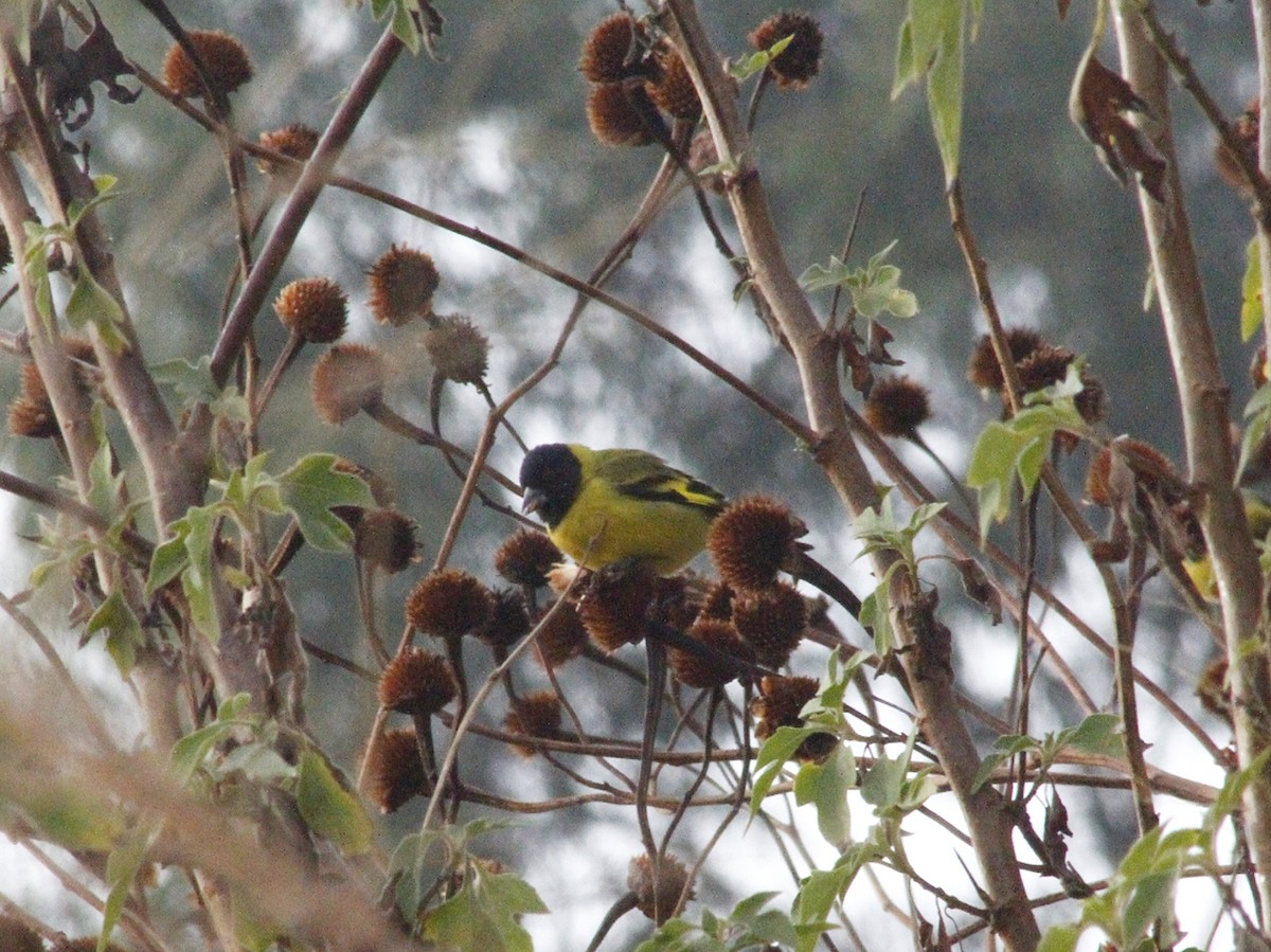 Hooded Siskin - ML640293950