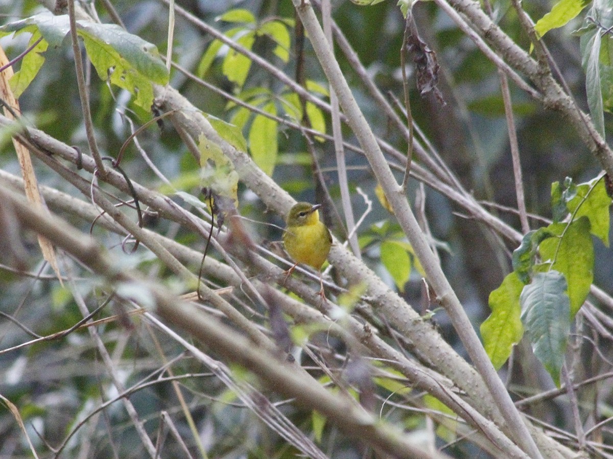 Flavescent Warbler - ML640293964