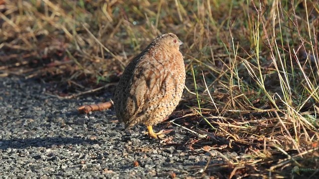 Brown Quail - ML640293972