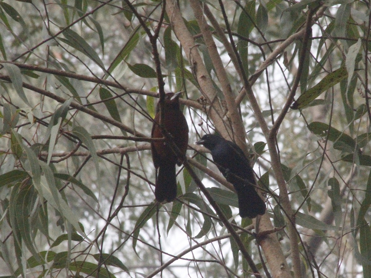 Silver-beaked Tanager - ML640293981