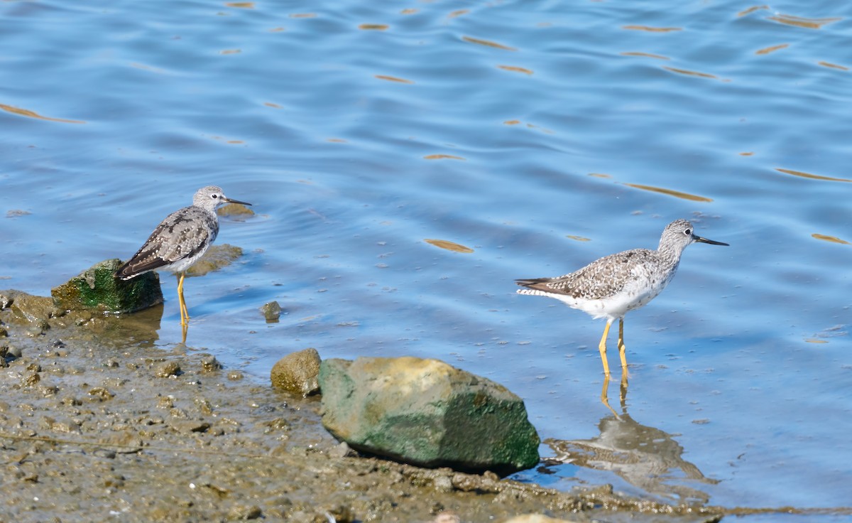 Lesser Yellowlegs - ML640294137