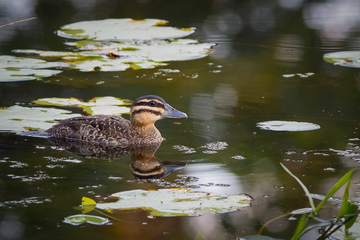 Masked Duck - ML640294235