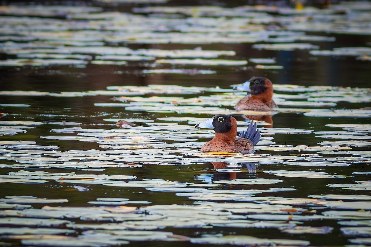 Masked Duck - ML640294236
