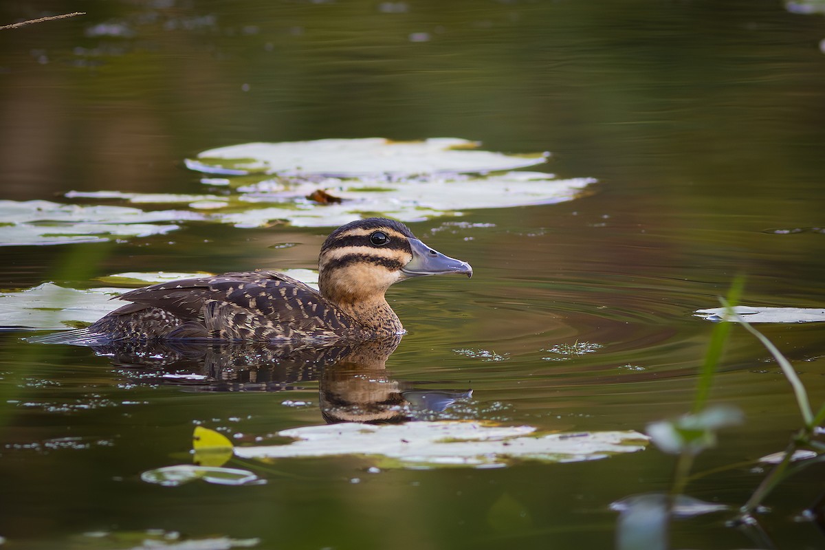Masked Duck - ML640294237