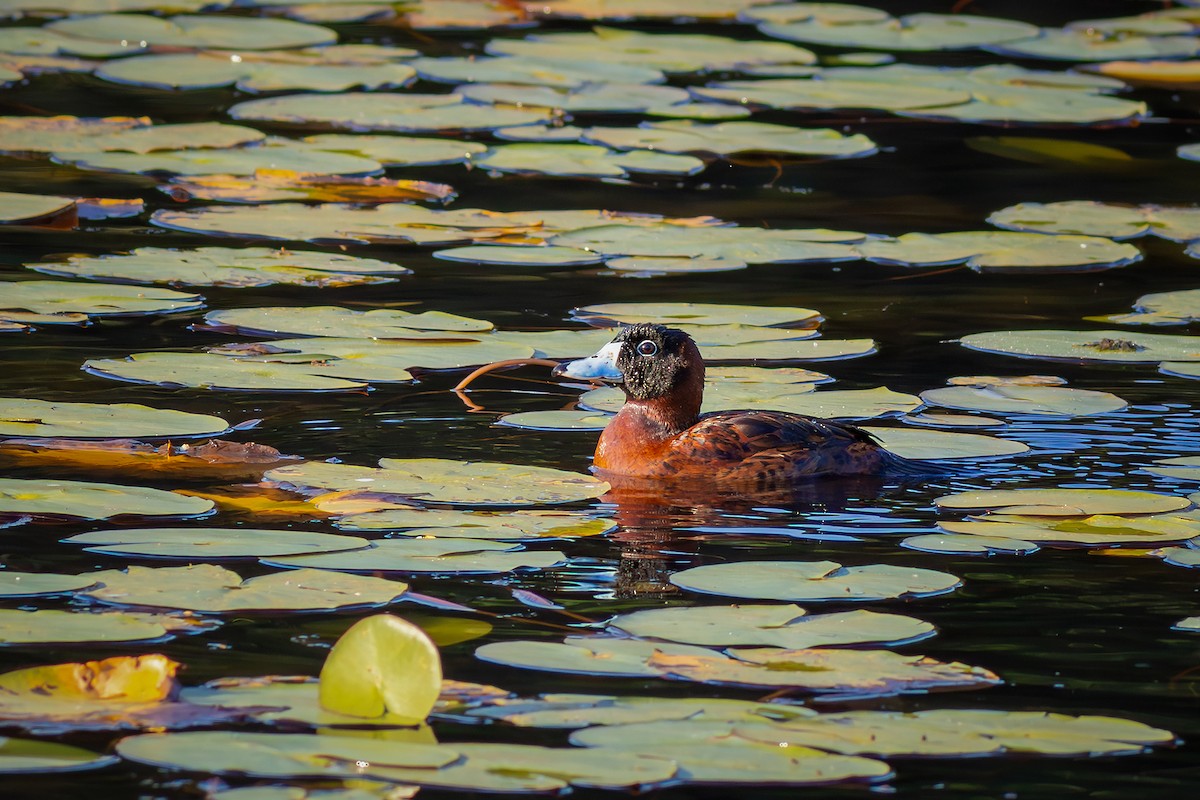 Masked Duck - ML640294238