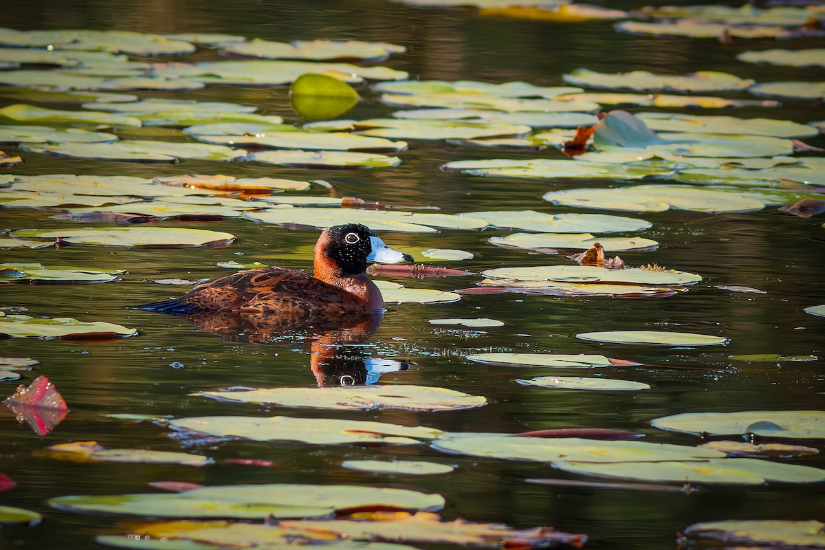 Masked Duck - ML640294239